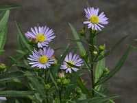 Glattblatt-Aster